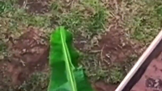 Caught My Neighbours Fucking When Flying with My Drone