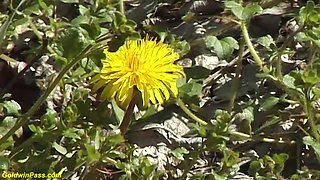 Hairy bush skinny German girl rough big cock outdoor fucked