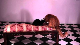 Cute curly brunette solo webcam masturbation