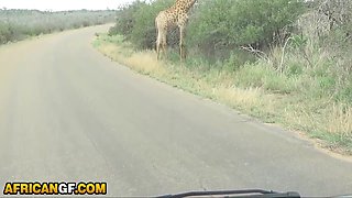 Beautiful Black Girlfriend Reaches Pussy Smashed Travelling Across African Wilderness 12 Min