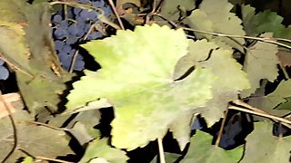 I brought a stranger doll from the pub to my mansion to ravage - Nymphs fly ejaculation