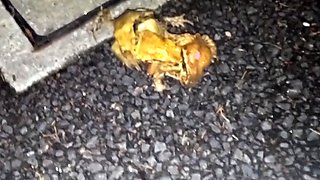 Asian hottie with nice big boobs