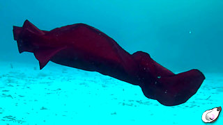 Supergirl Meets the Horniest Octopus in Bonaire