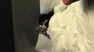 Cute amateur Asian web cam girl teases her great body