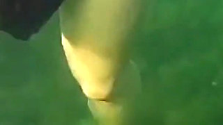 Swimming and Flashing in the Sea