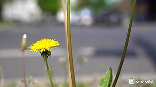 Ways To Pay To Stay in the Dorm Room: Interracial with BBC Darrell Deeps and Kim Kalash